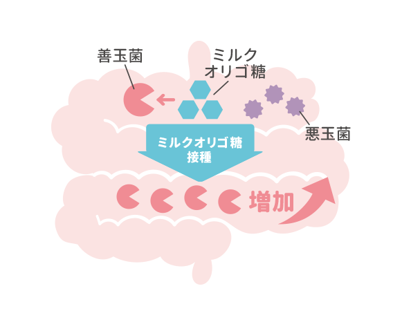 ミルクオリゴ糖含有量が牛乳の５倍以上