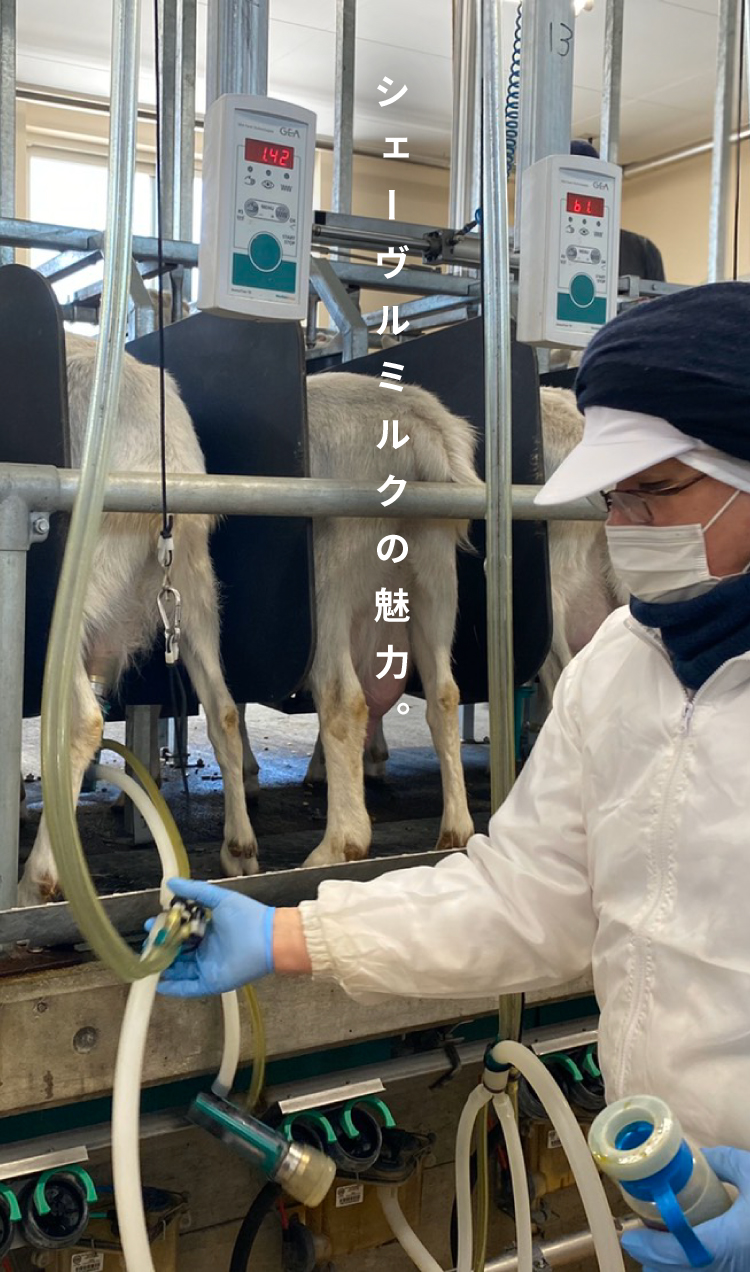 やぎミルク専門店 プティ シェーヴル北海道 山羊乳製品の通販 お取り寄せならpetite Chevre Hokkaido やぎミルク専門店 プティ シェーヴル北海道 山羊乳製品の通販 お取り寄せならpetite Chevre Hokkaido
